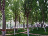 河北正定師范高等?？茖W(xué)校歷年錄取分?jǐn)?shù)線