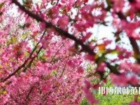 鄭州大學(xué)師范學(xué)院主校區(qū)2023年報名條件、招生要求、招生對象