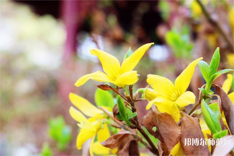 吉林師范大學(xué)博達(dá)學(xué)院2023年怎么樣、好不好
