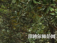 湖南師范大學(xué)樹達(dá)學(xué)院2023年學(xué)費(fèi)、收費(fèi)多少